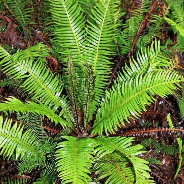 Blechnum Nudum (Fishbone Water Fern)
