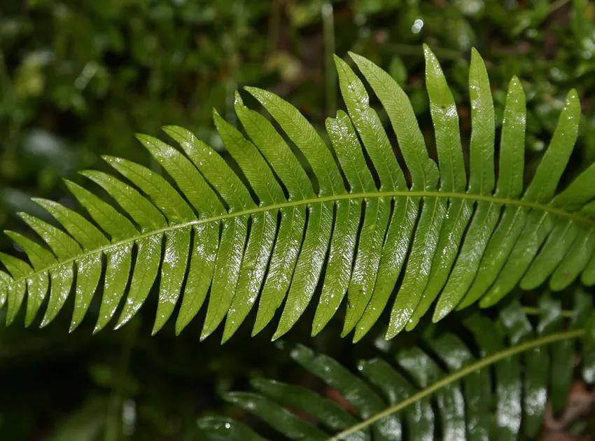 Blechnum Nudum (Fishbone Water Fern)