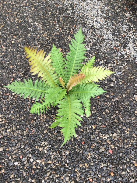 Blechnum Brasiliense (Brazilian Tree Fern)