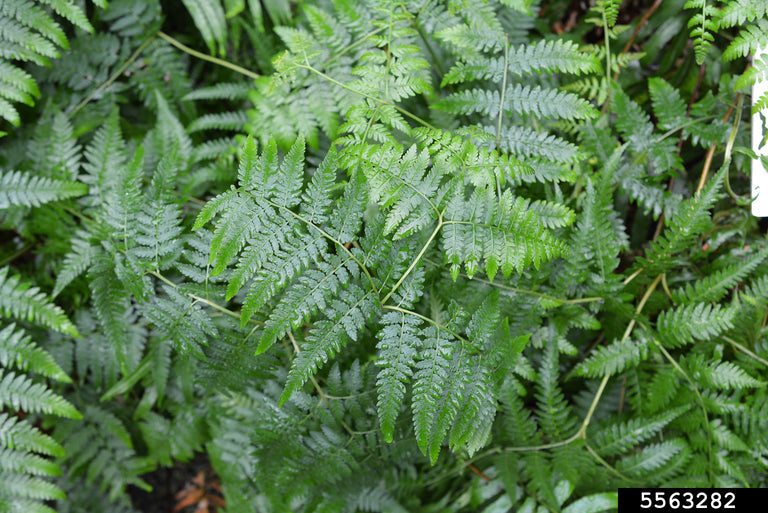 Blechnum Indicum (Swamp Water Fern)