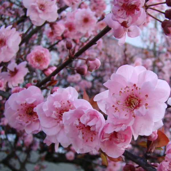 Prunus × blireana (Flowering Plum / Purple Leaf Plum)