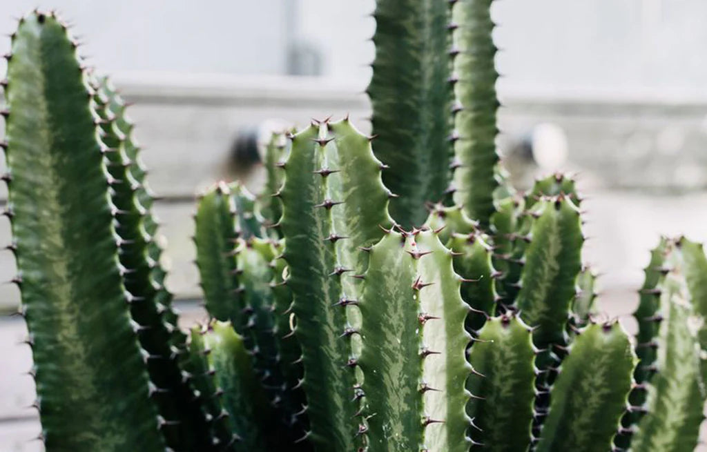 Euphorbia Cowboy (Cowboy Spurge)