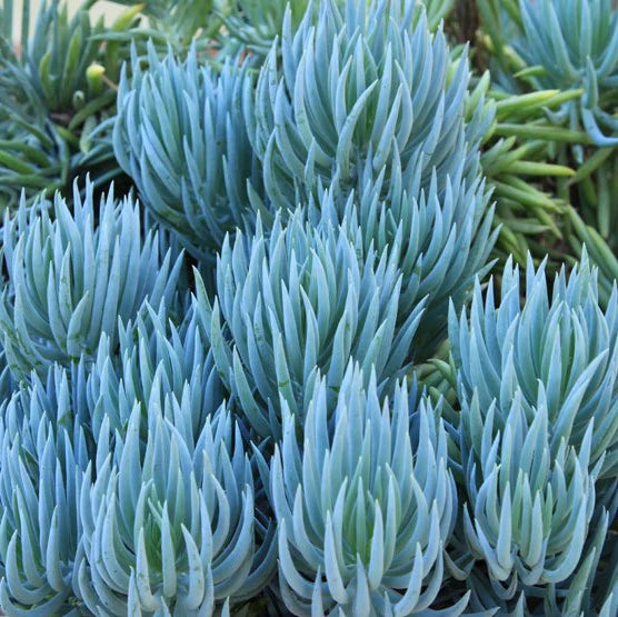 Senecio Serpens Blue Chalksticks (Mandraliscae)