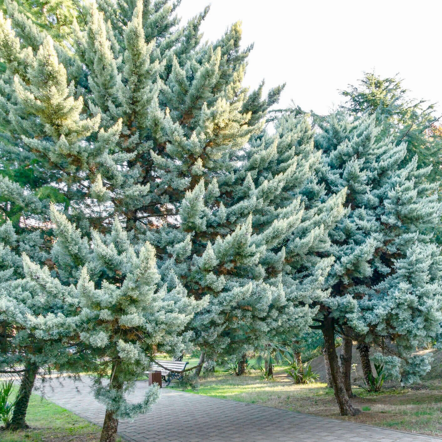 Cupressus glabra 'Blue Ice' (Blue Ice Arizona Cypress)