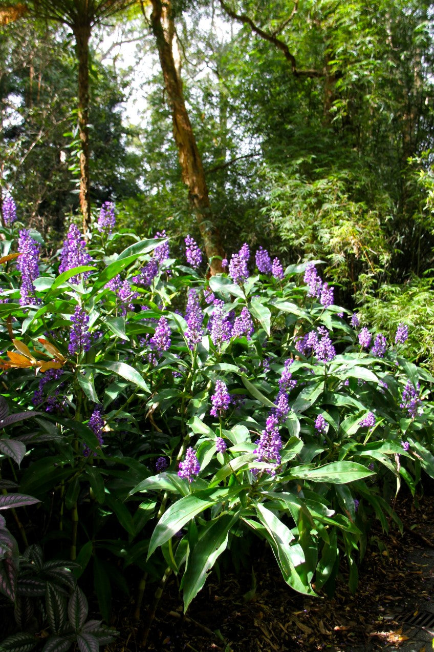 Dichorisandra Thyrsiflora (Blue Ginger)