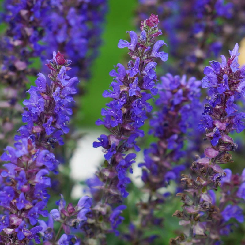 Salvia nemorosa ‘Blue Bouquetta’ (Blue Meadow Sage)