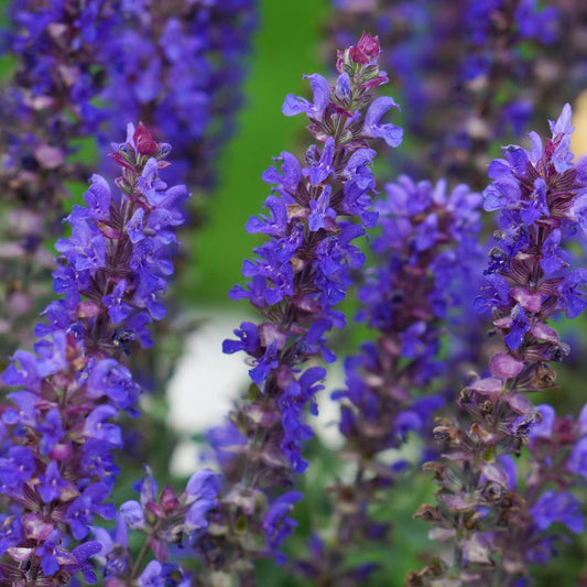Salvia nemorosa ‘Blue Bouquetta’ (Blue Meadow Sage)