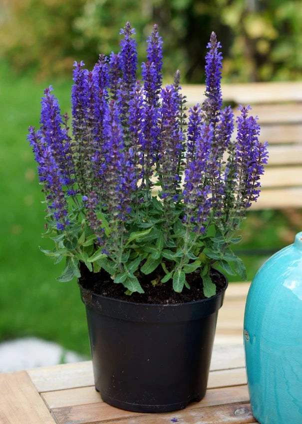 Salvia nemorosa ‘Blue Bouquetta’ (Blue Meadow Sage)