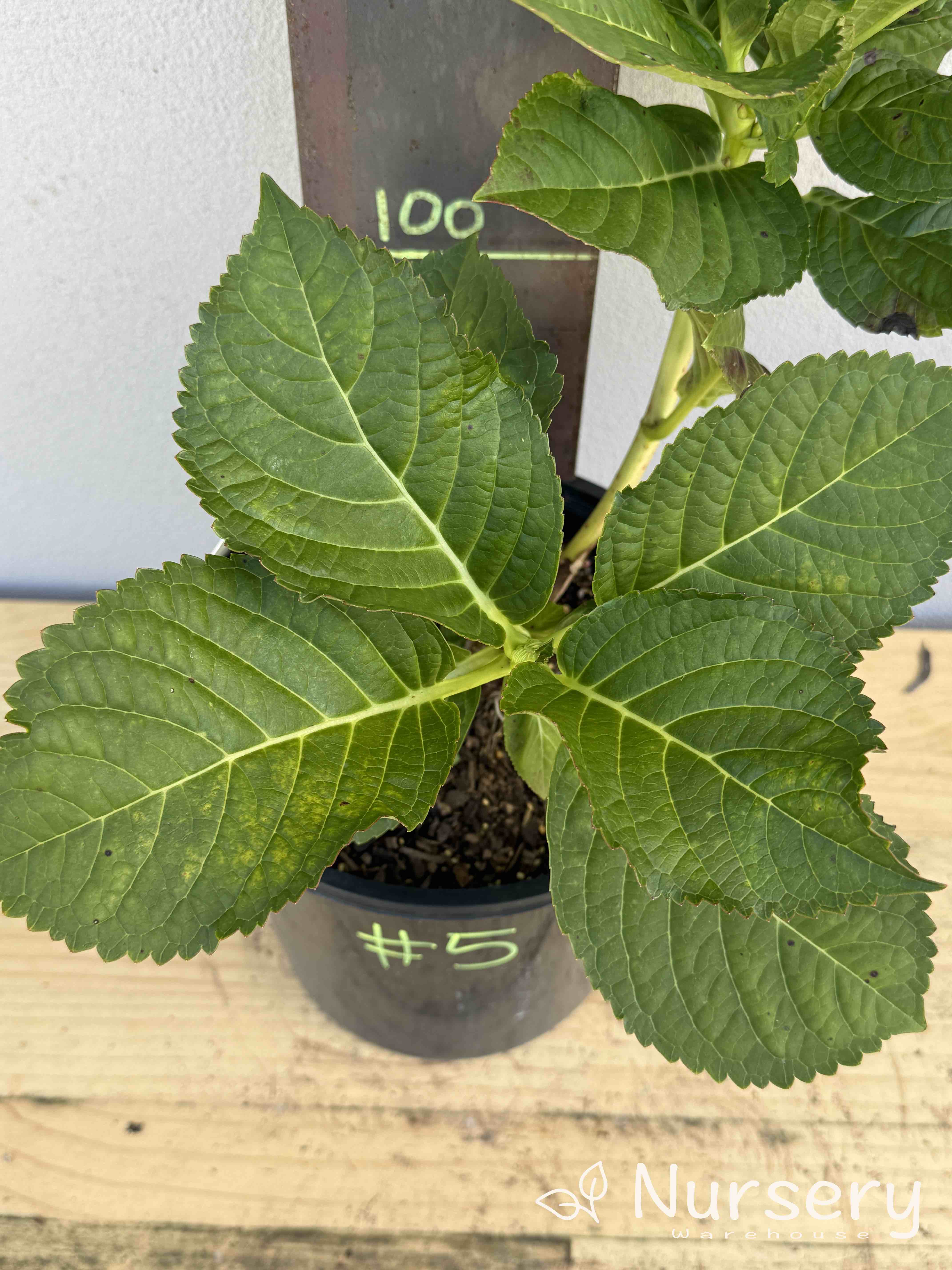 Hydrangea Macrophylla Blueberries and Cream (#005)