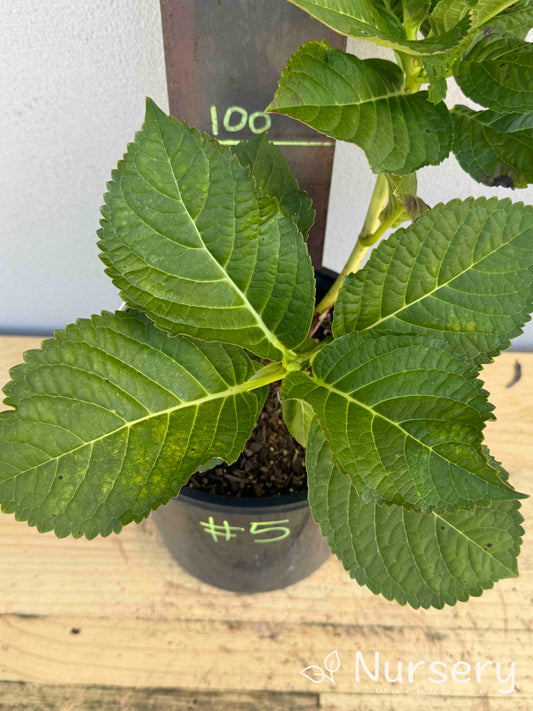 Hydrangea Macrophylla Blueberries and Cream (#005)