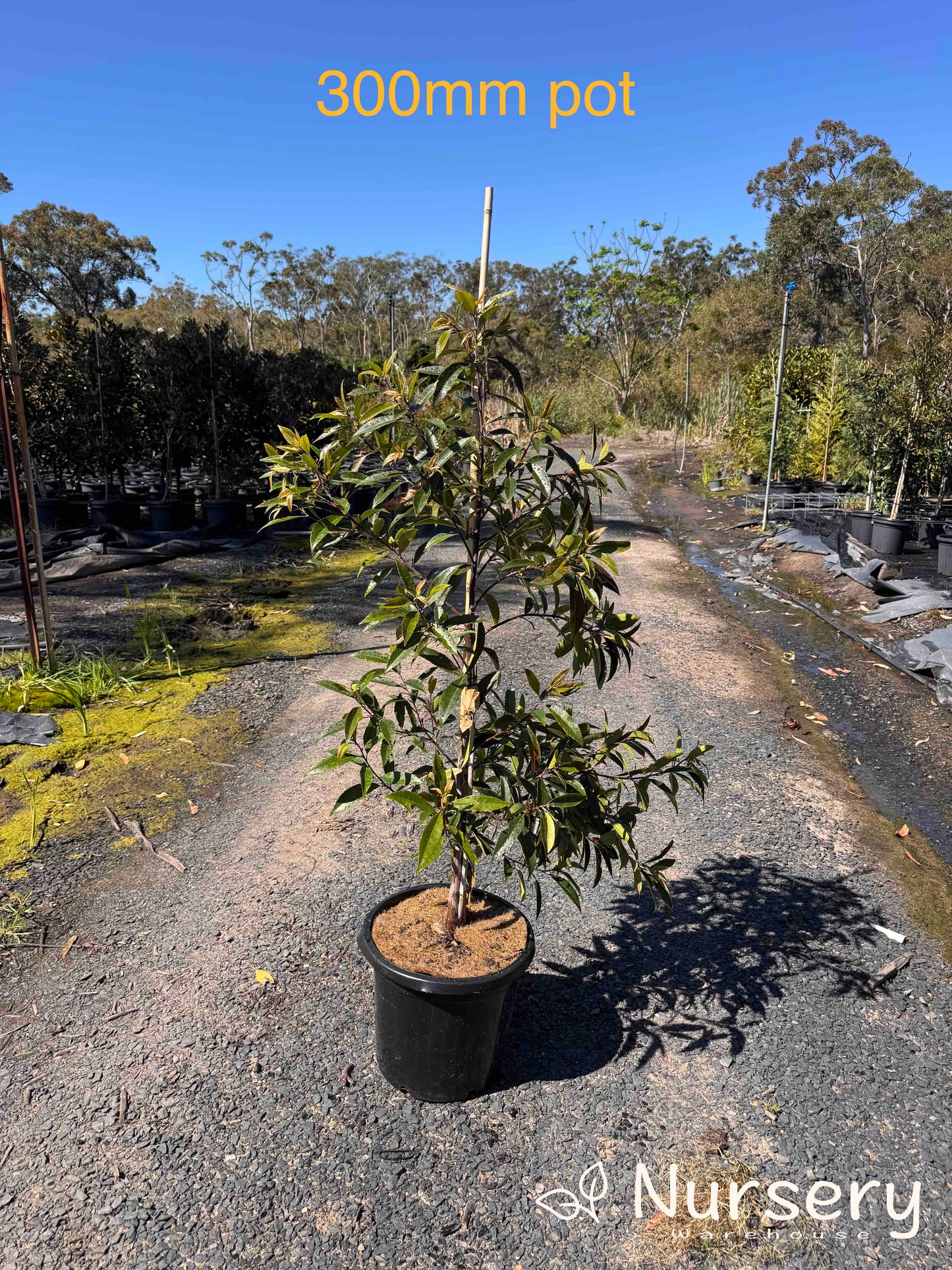 Elaeocarpus Reticulatus White (Blueberry Ash White)