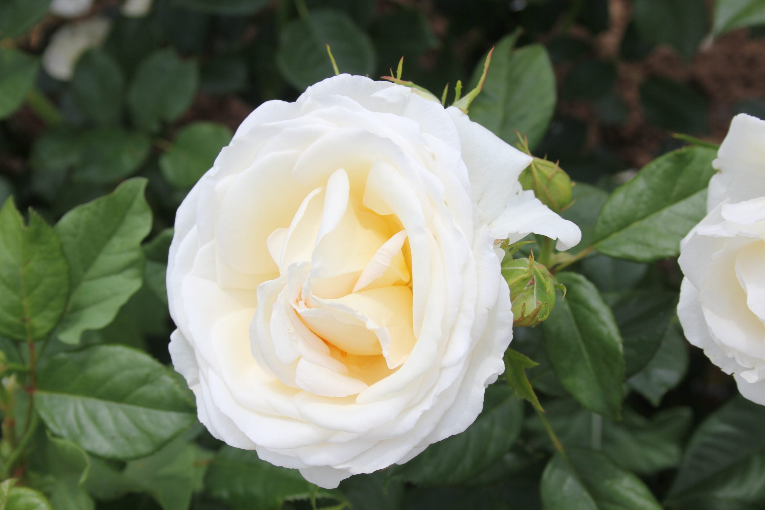 Blushing Pierre de Ronsardt CL