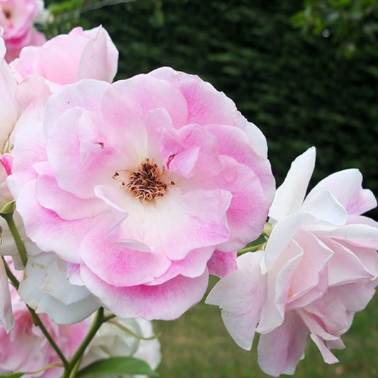 Rosa ‘Blushing Pink Iceberg’ (Blushing Pink Iceberg Rose)