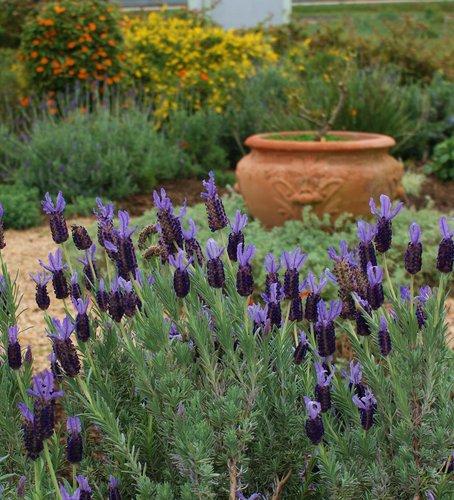 Lavandula Stoechas (Italian Lavender)
