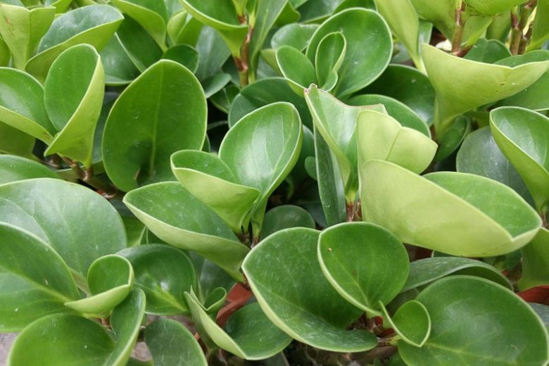 Peperomia obtusifolia (Baby Rubber Plant)
