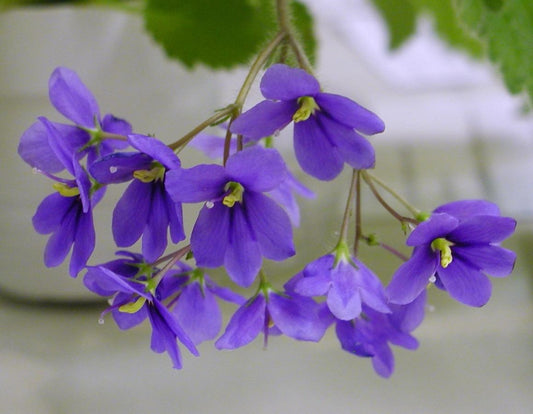 Boea Hygroscopica (Rock Violet)