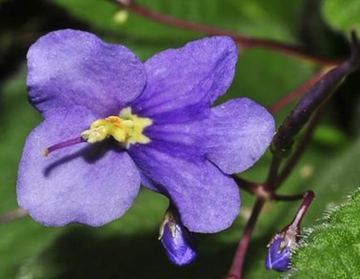 Boea Hygroscopica (Rock Violet)