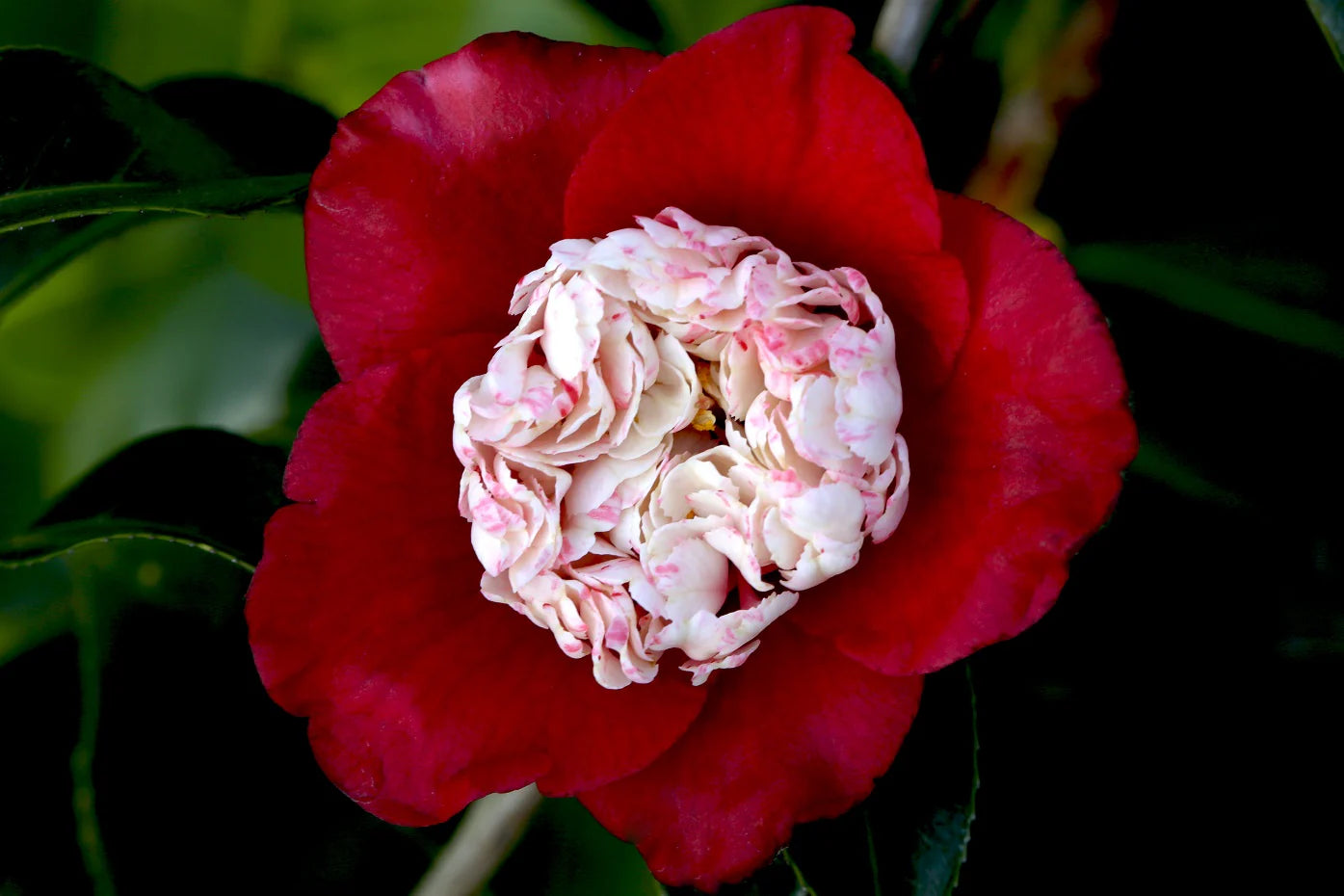 Camellia japonica ‘Tinsie’