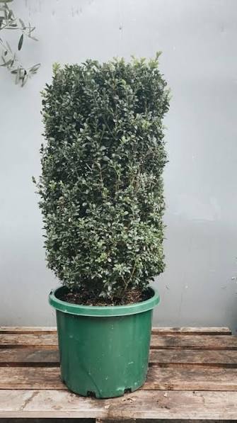 Buxus Sempervirens (English Box Topiary Bollards)
