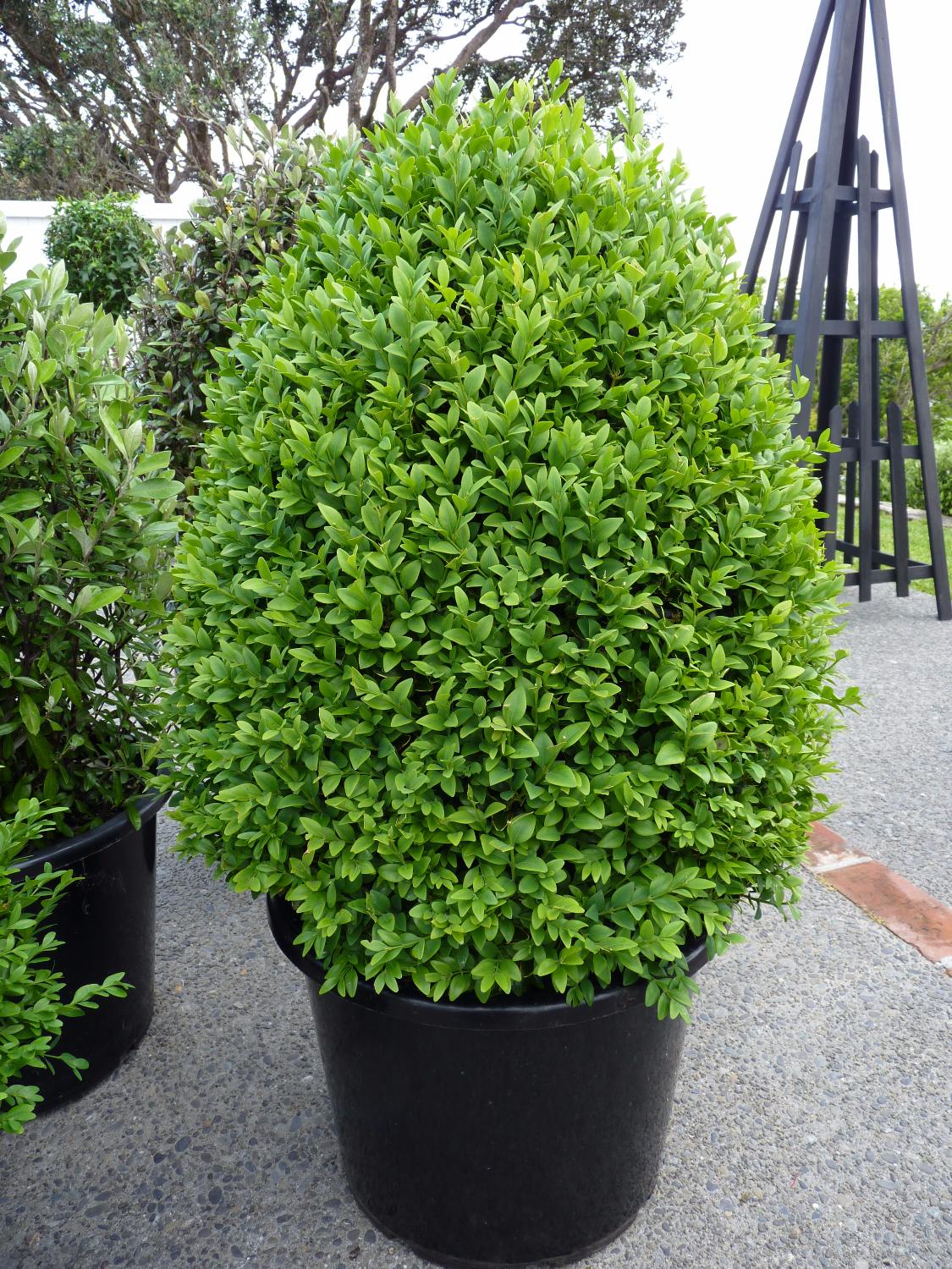 Buxus Sempervirens (English Box Topiary Bollards)