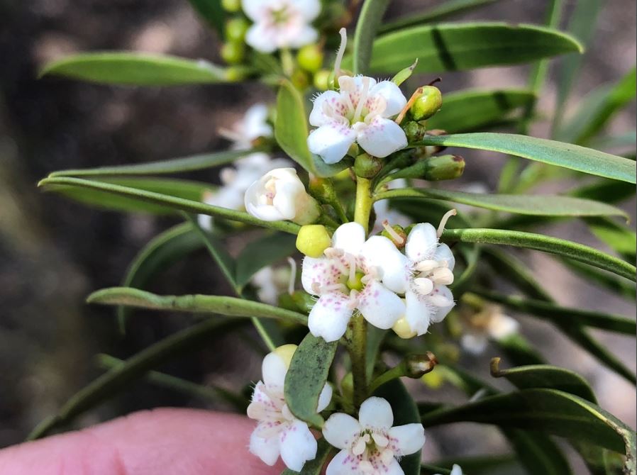Myoporum Acuminatum (Boobialla)