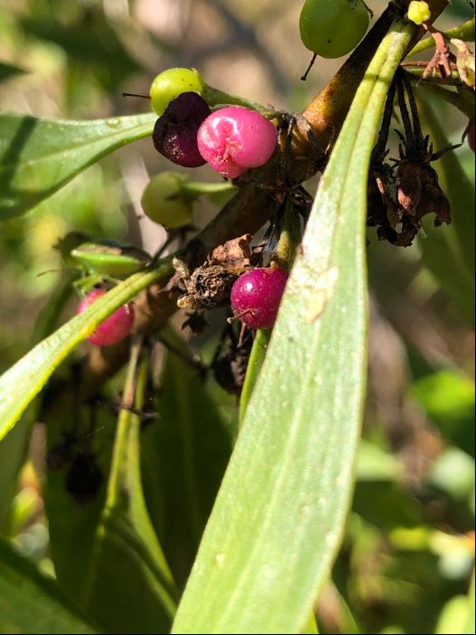 Myoporum Acuminatum (Boobialla)