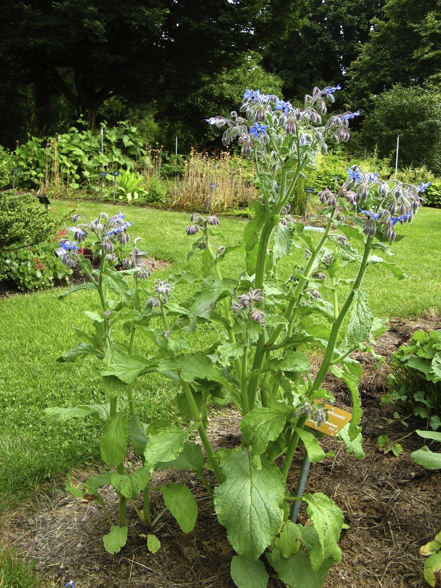 Borago Officinalis (Borage)