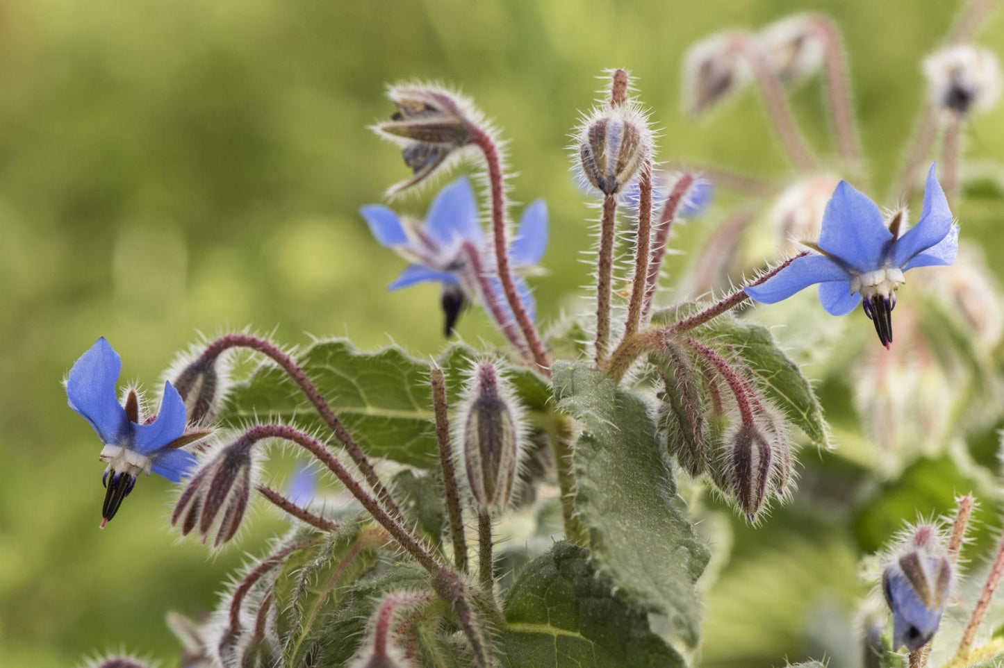 Borago Officinalis (Borage)