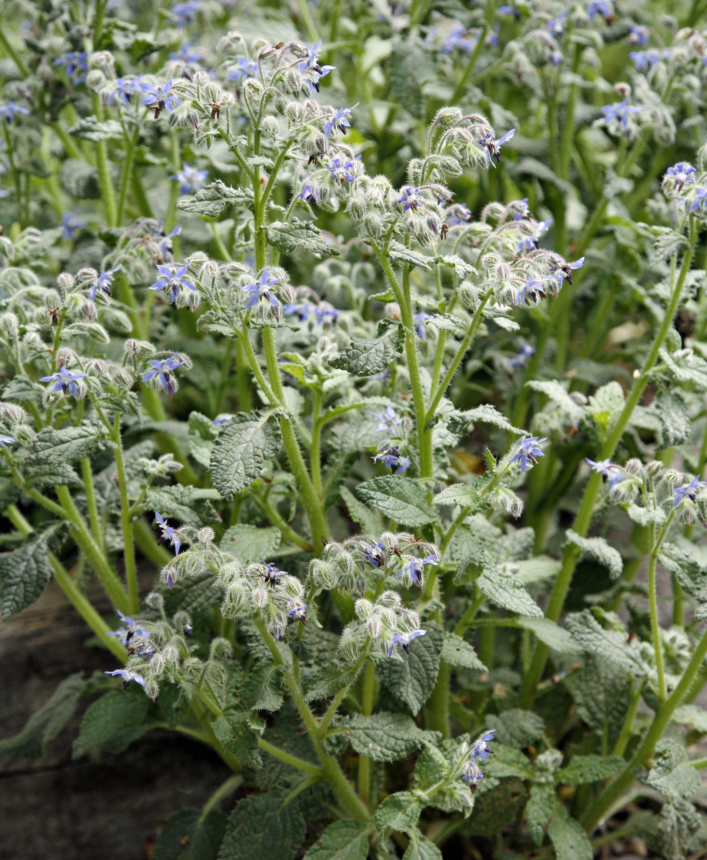 Borago Officinalis (Borage)