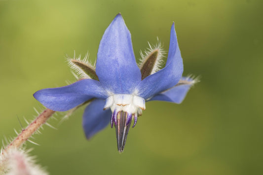 Borago Officinalis (Borage)