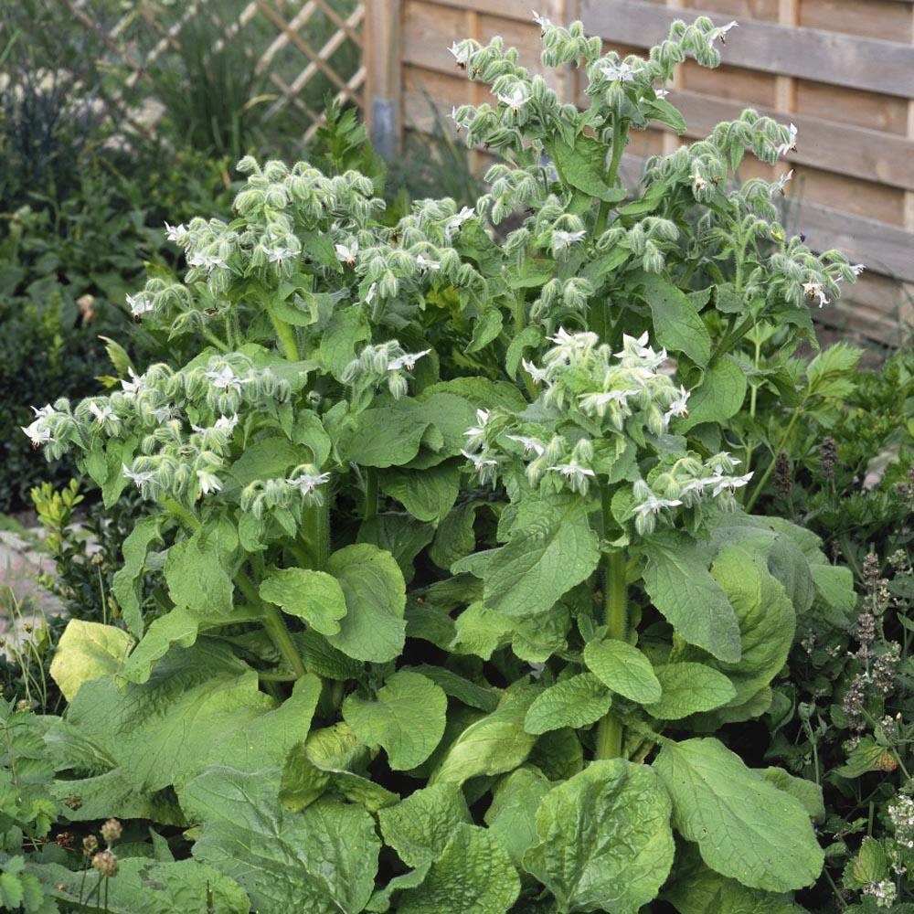 Borago Officinalis (White Borage)