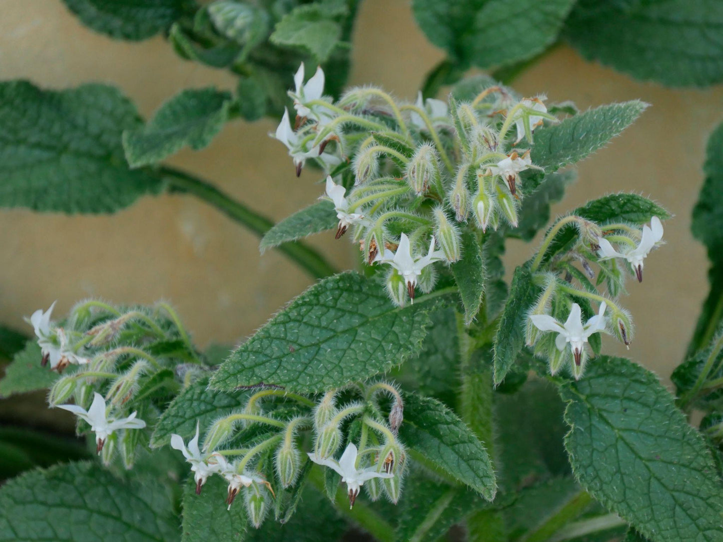 Borago Officinalis (White Borage)