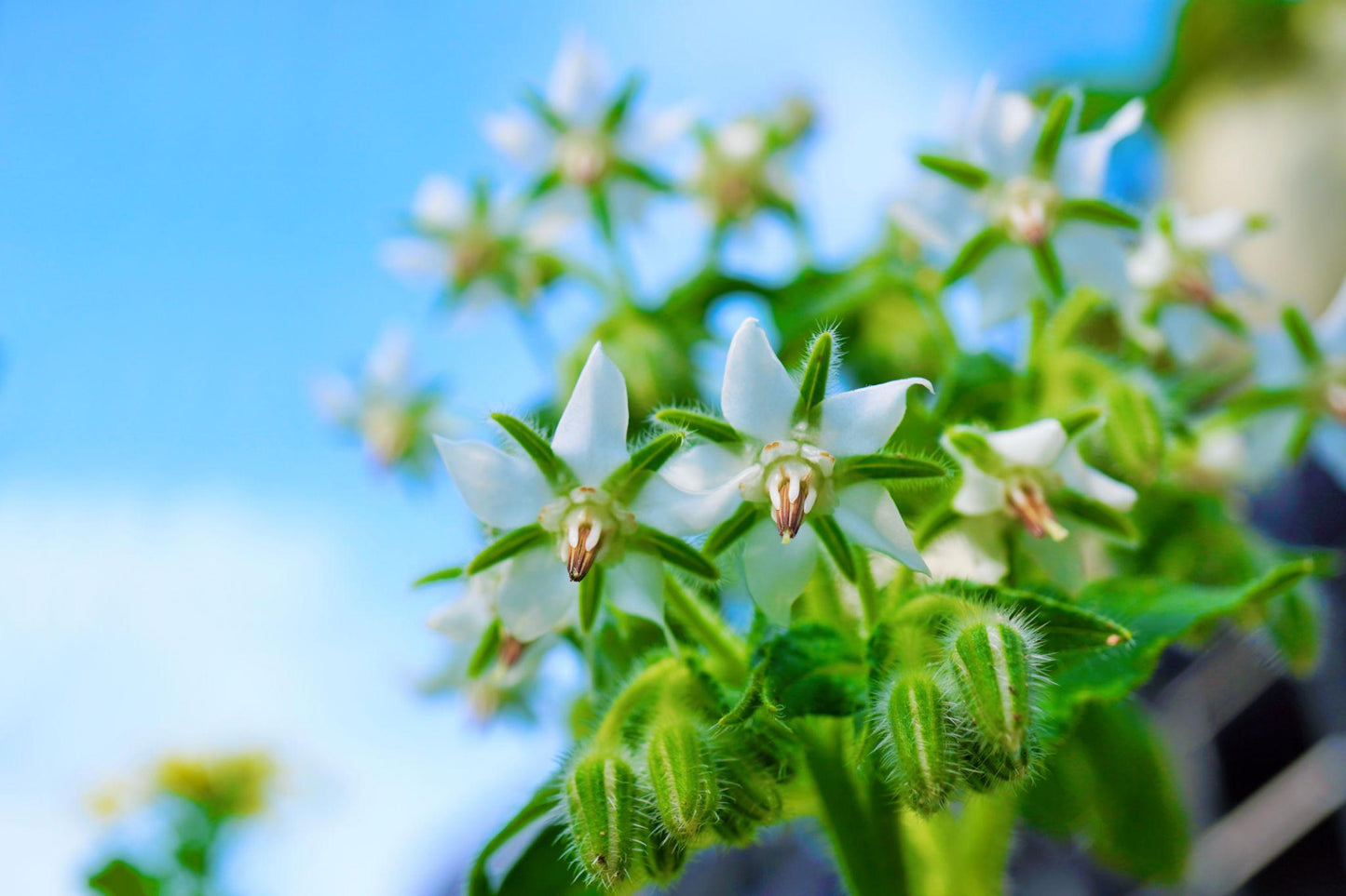 Borago Officinalis (White Borage)