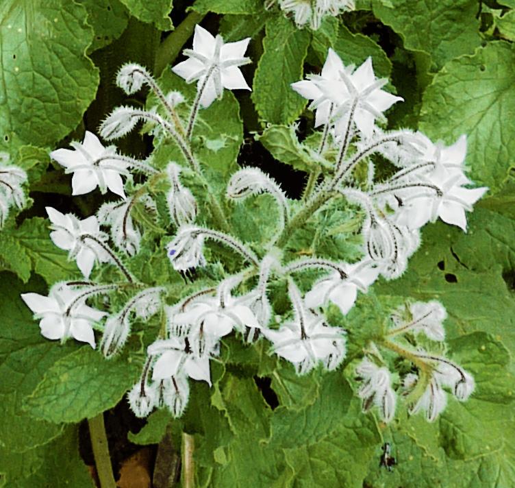 Borago Officinalis (White Borage)