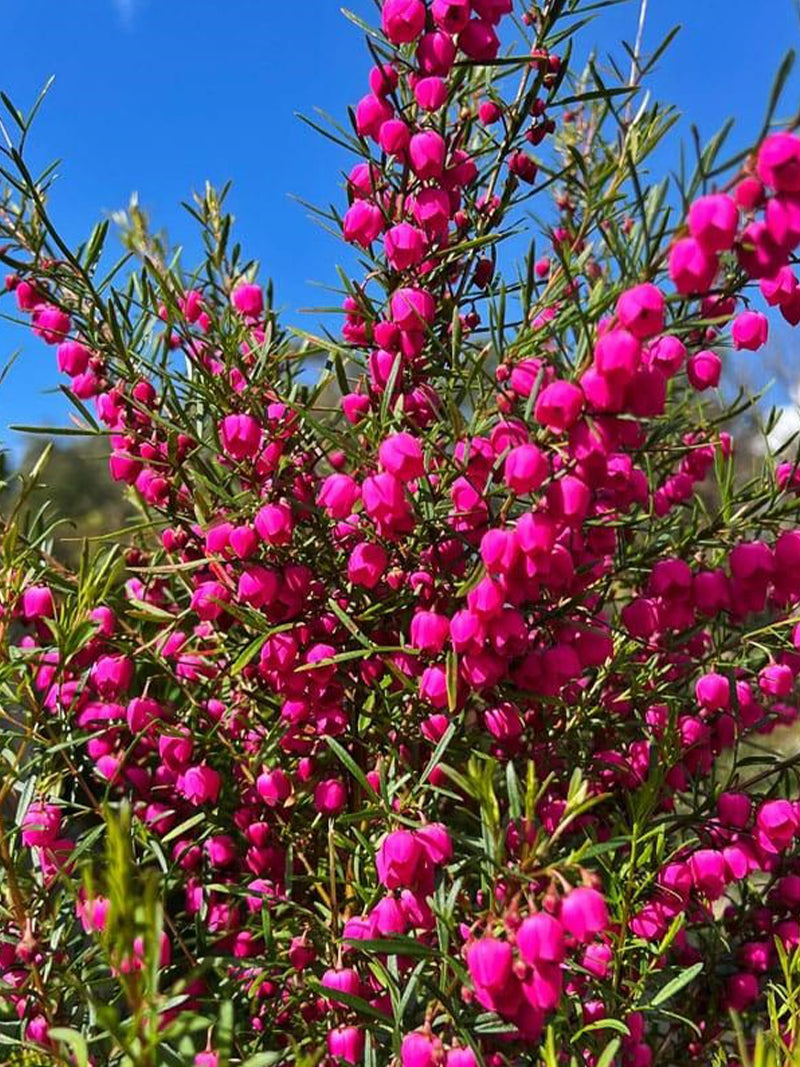 Boronia Heterophylla (Red Boronia)