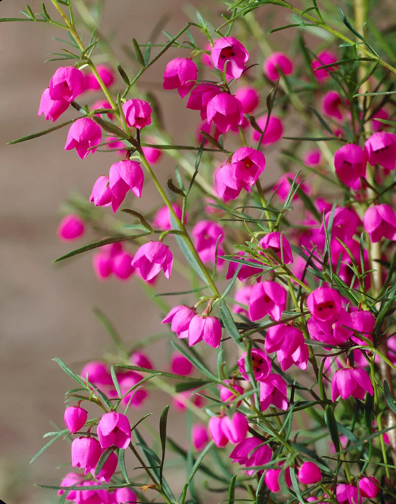 Boronia Heterophylla (Red Boronia)