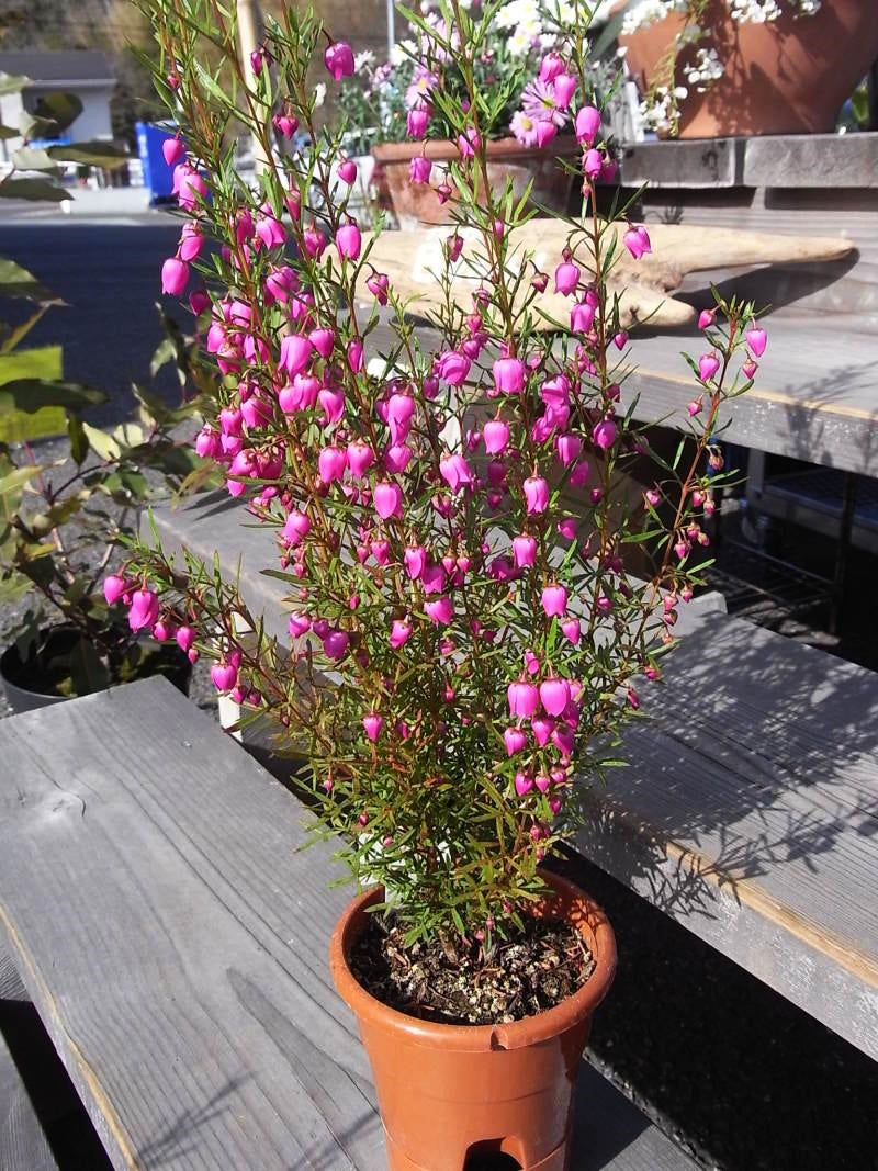Boronia Heterophylla (Red Boronia)