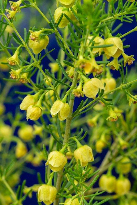 Boronia Megastigma ‘Lutea’ (Yellow Brown Boronia)