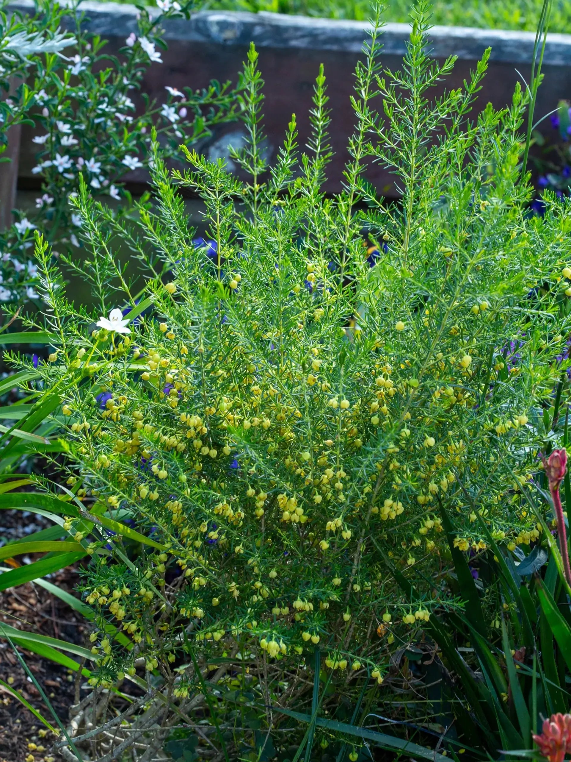 Boronia Megastigma ‘Lutea’ (Yellow Brown Boronia)