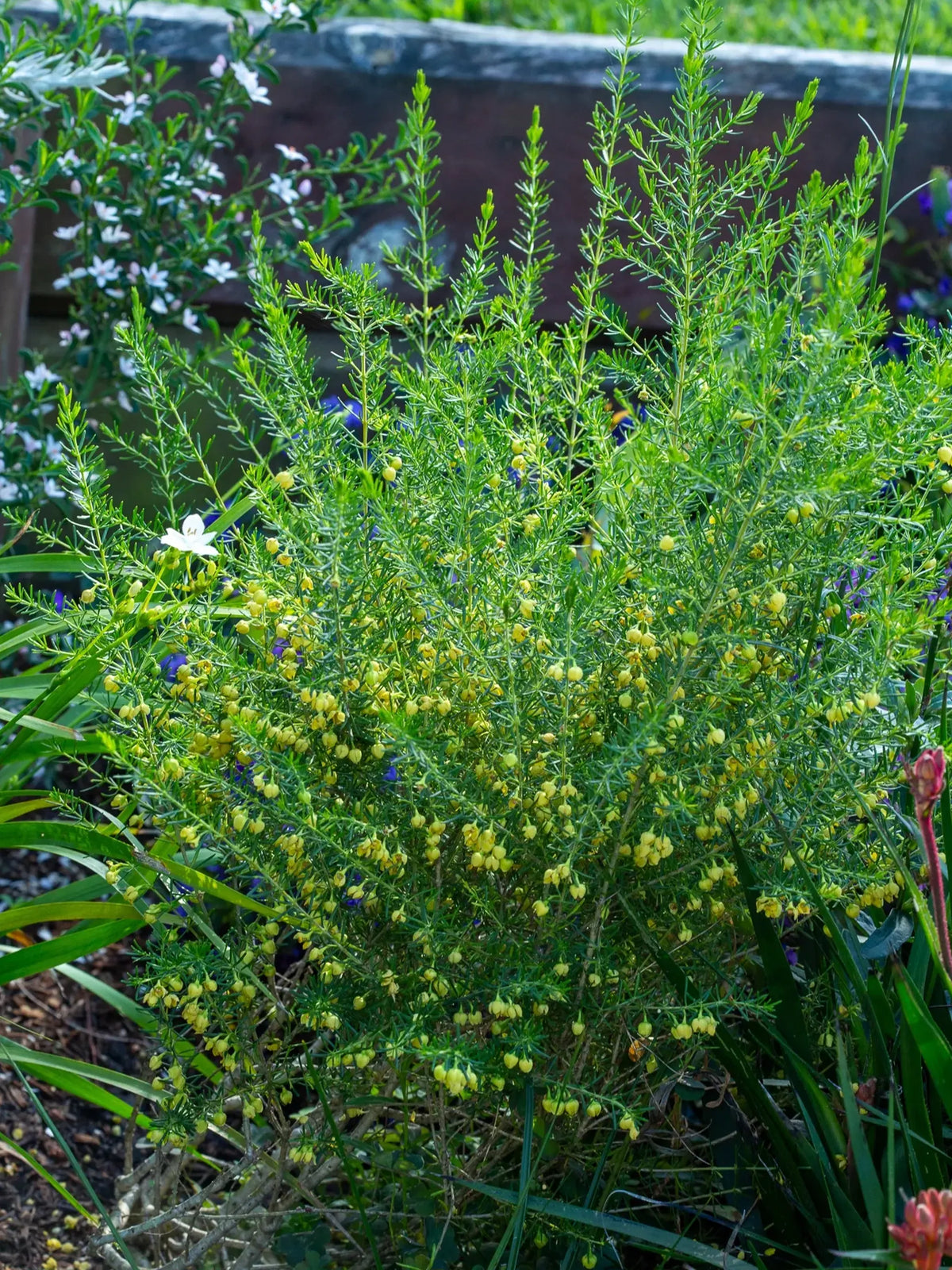 Boronia Megastigma ‘Lutea’ (Yellow Brown Boronia)