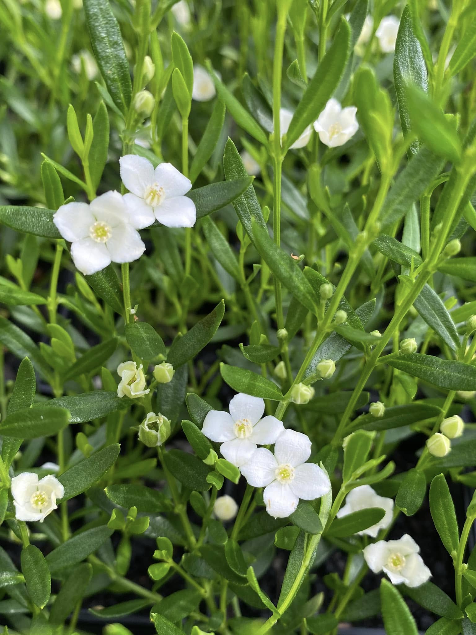 Boronia Polygalifolia (Rat's Tail Boronia)