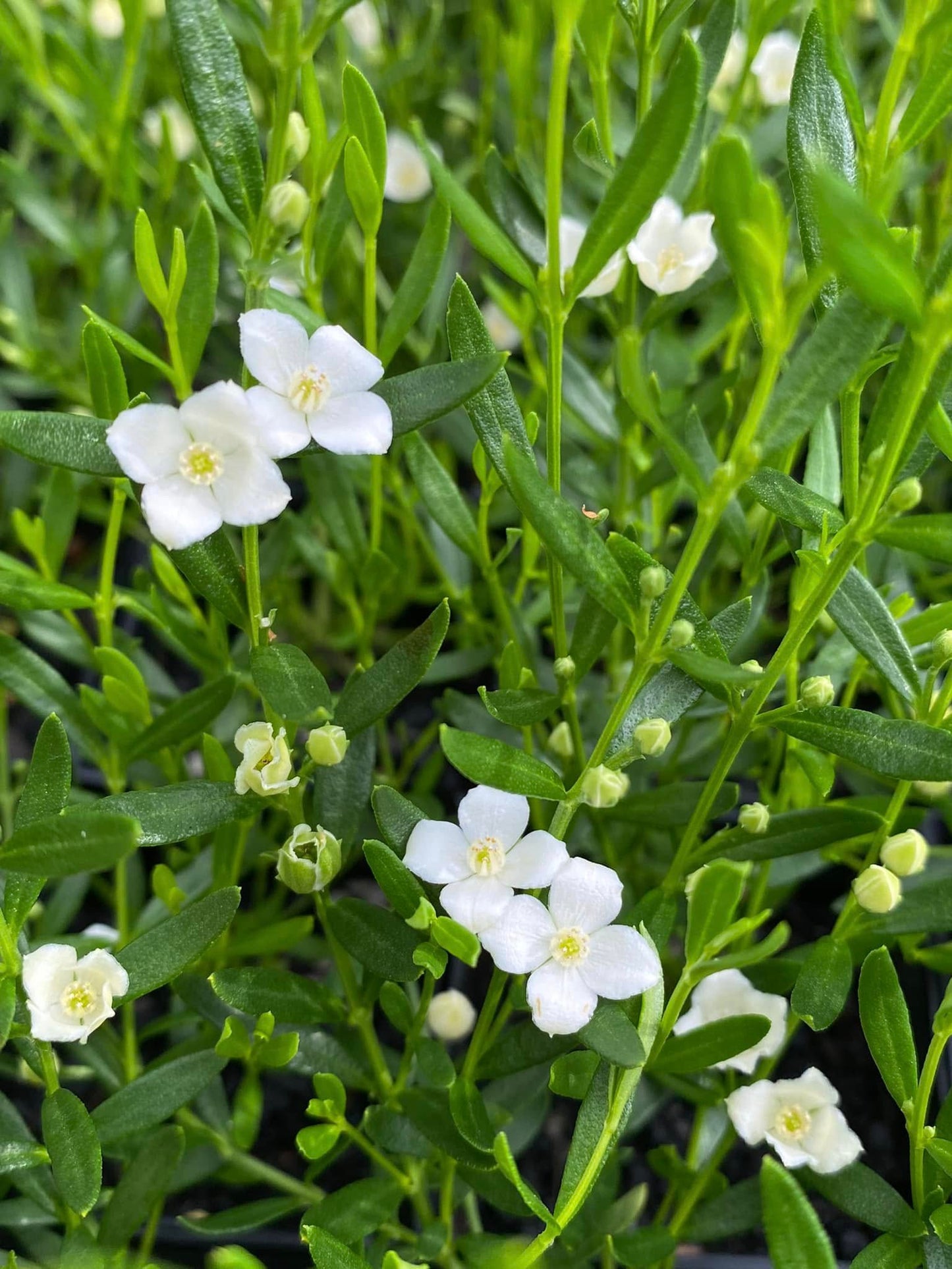 Boronia Polygalifolia (Rat's Tail Boronia)