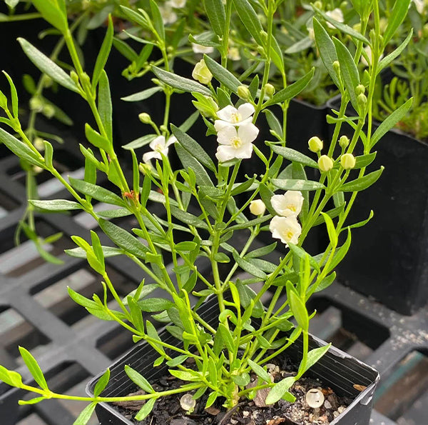 Boronia Polygalifolia (Rat's Tail Boronia)