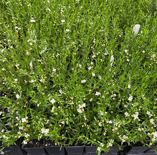 Boronia Polygalifolia (Rat's Tail Boronia)
