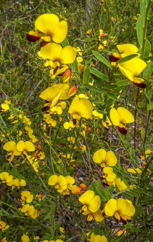 Bossiaea heterophylla (Variable-leaf Bossiaea)