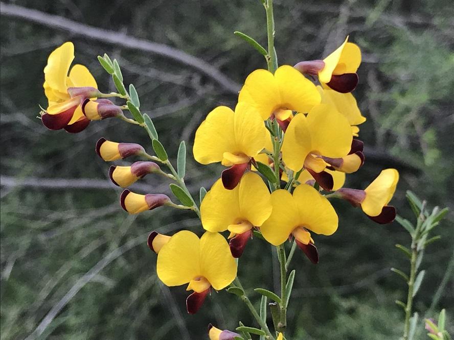 Bossiaea Heterophylla (Variable-Leaf Bossiaea)