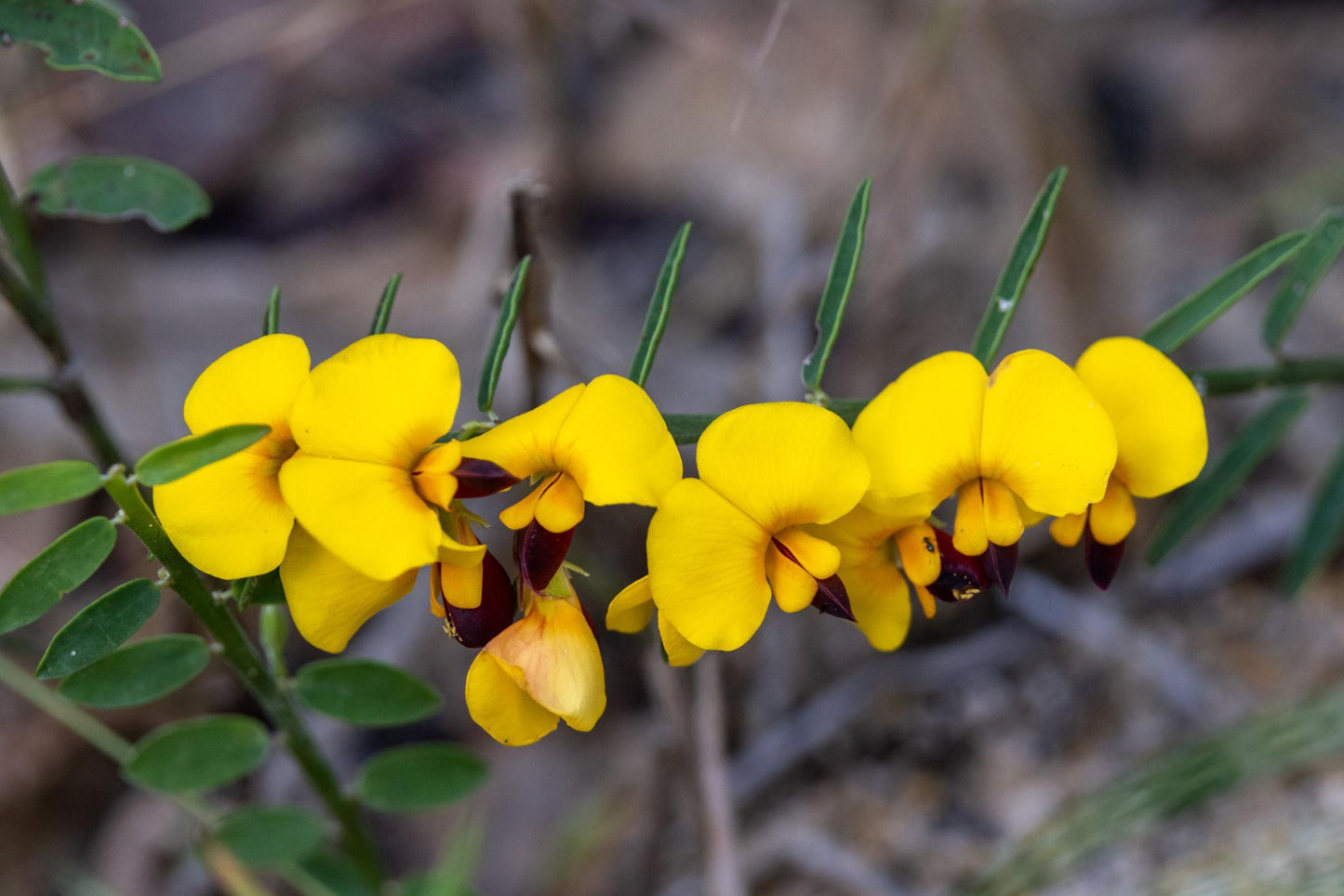 Bossiaea Heterophylla (Variable-Leaf Bossiaea)