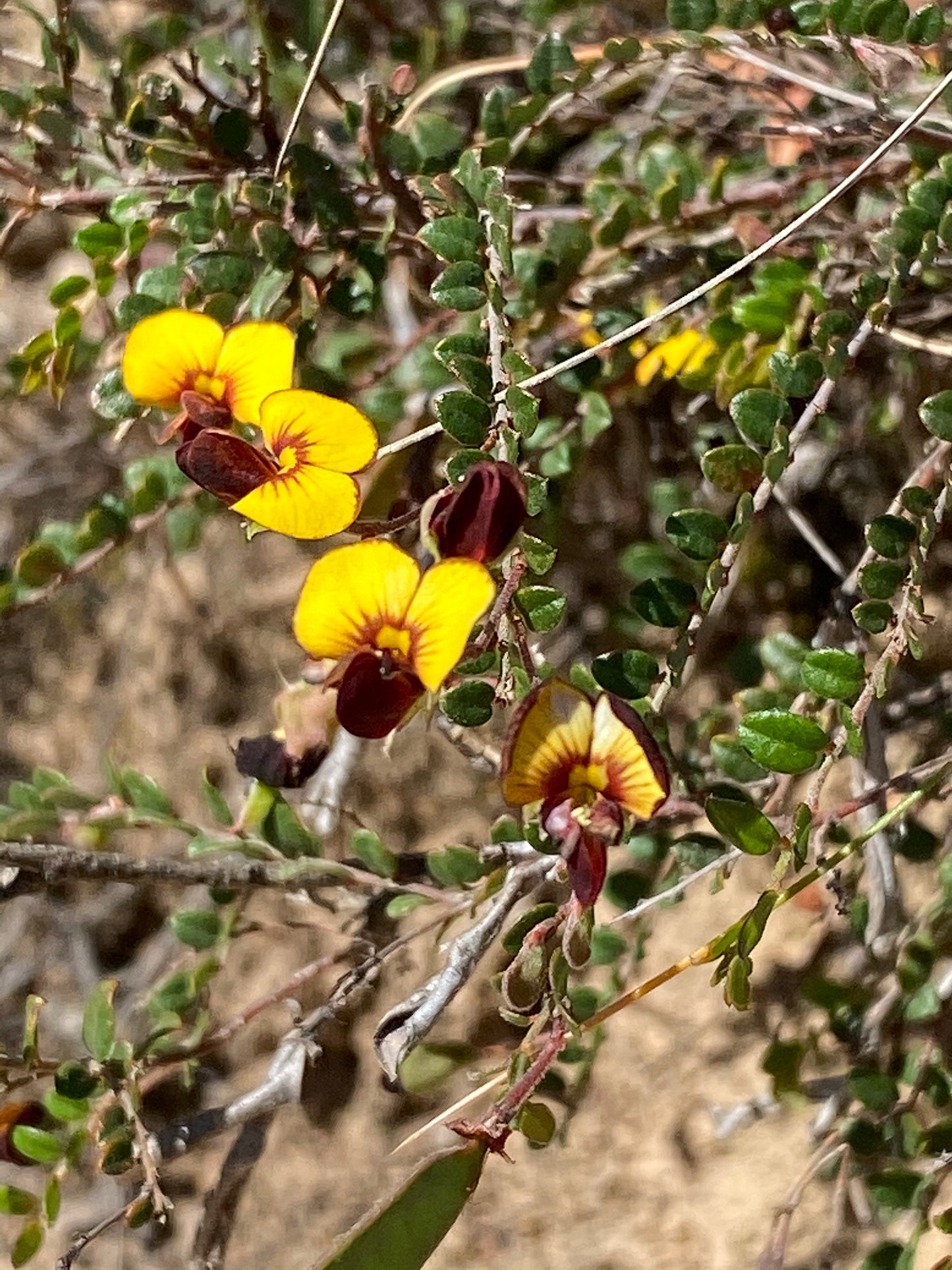 Bossiaea Prostrata (Creeping Bossiaea)