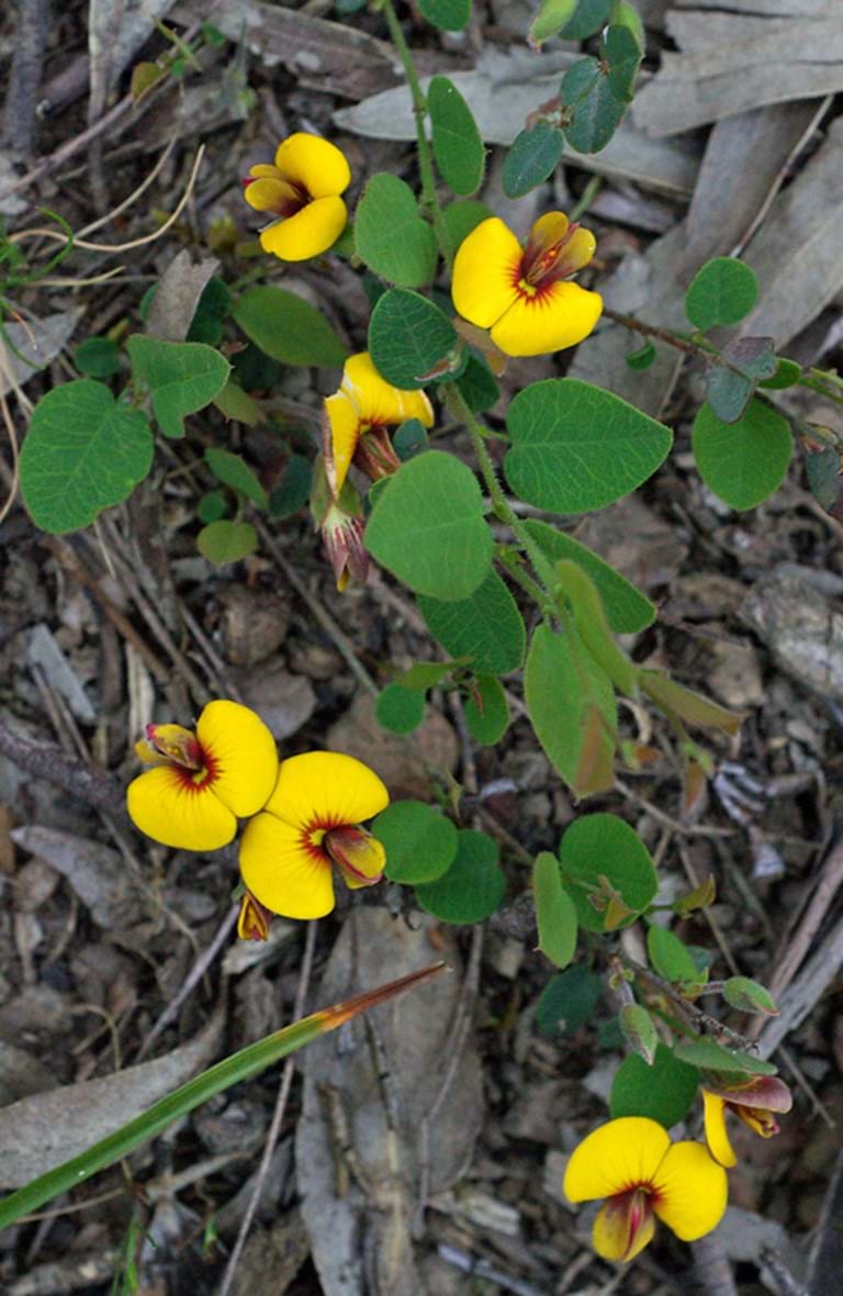 Bossiaea Prostrata (Creeping Bossiaea)