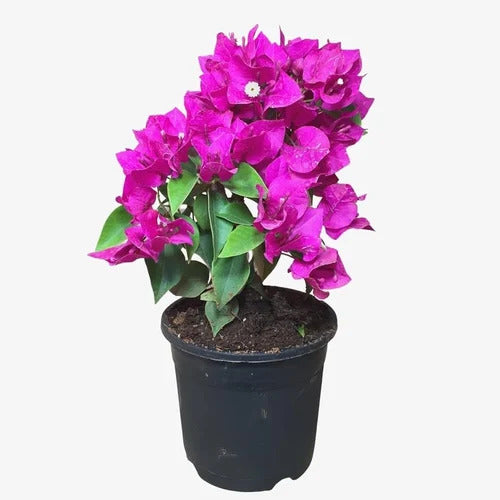 Bougainvillea Glabra (Bougainvillea)